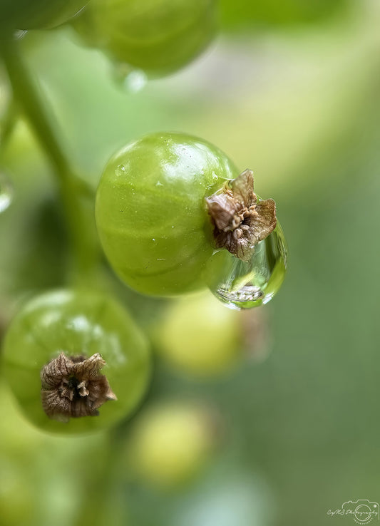 Nature Photography - Superb Droplet V742