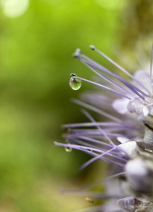 Nature Photography - Superb Droplet V744