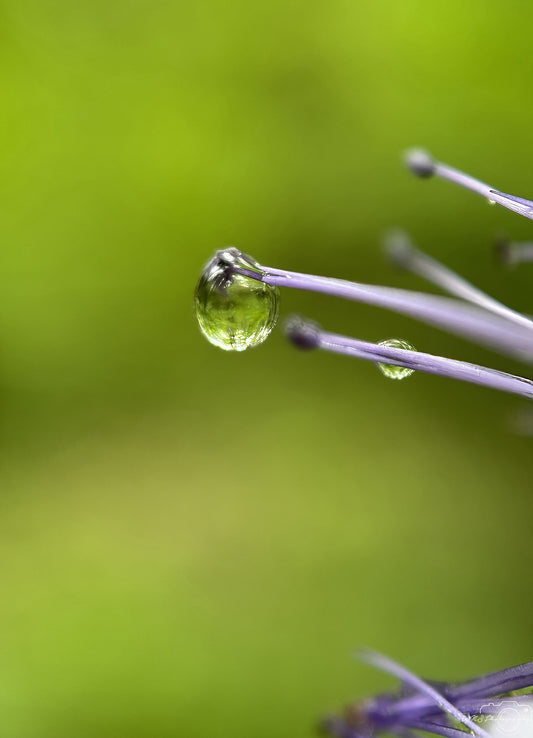 Nature Photography - Superb Droplet V745