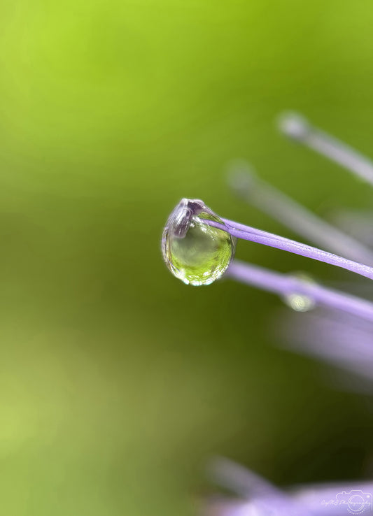 Nature Photography - Superb Droplet V746