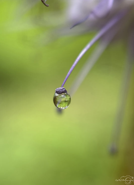 Nature Photography - Superb Droplet V747
