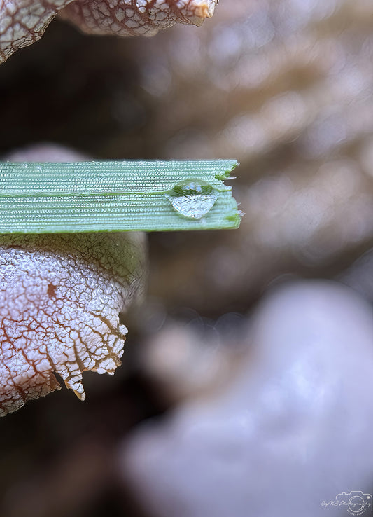 Nature Photography - Superb Droplet V749