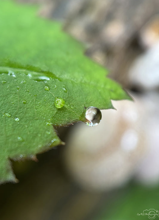 Nature Photography - Superb Droplet V750