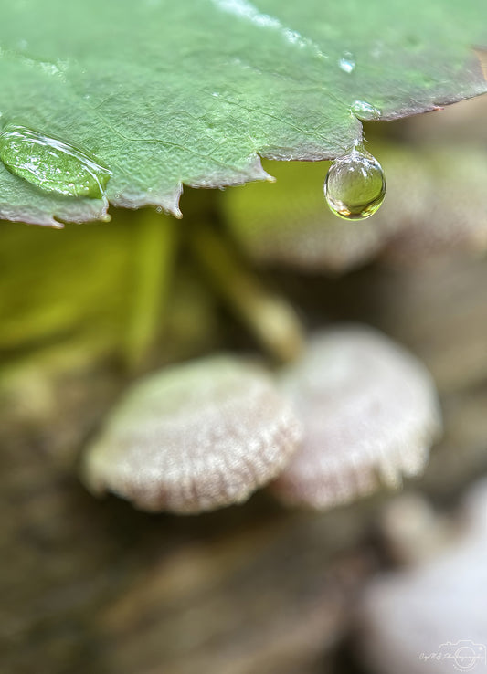 Nature Photography - Superb Droplet V752