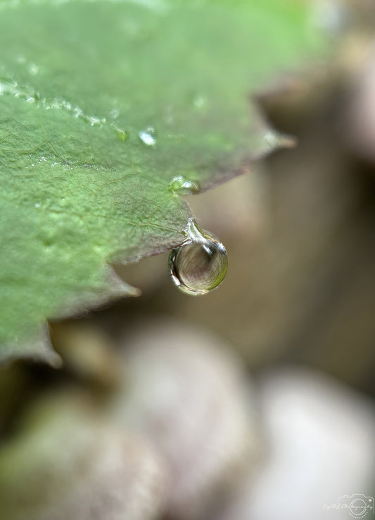 Nature Photography - Superb Droplet V754