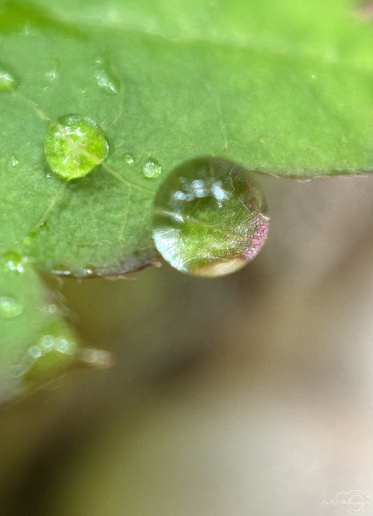 Nature Photography - Superb Droplet V755