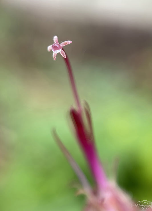 Nature Photography - Superb Droplet V756
