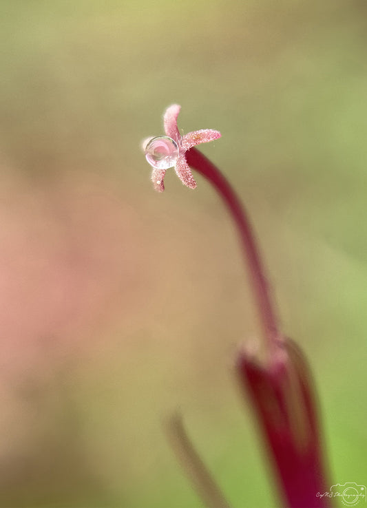 Nature Photography - Superb Droplet V757