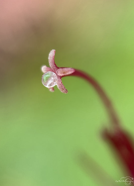 Nature Photography - Superb Droplet V758