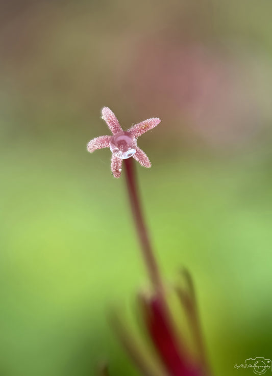 Nature Photography - Superb Droplet V759