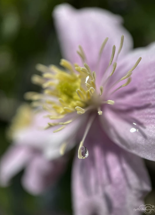 Nature Photography - Superb Droplet V760