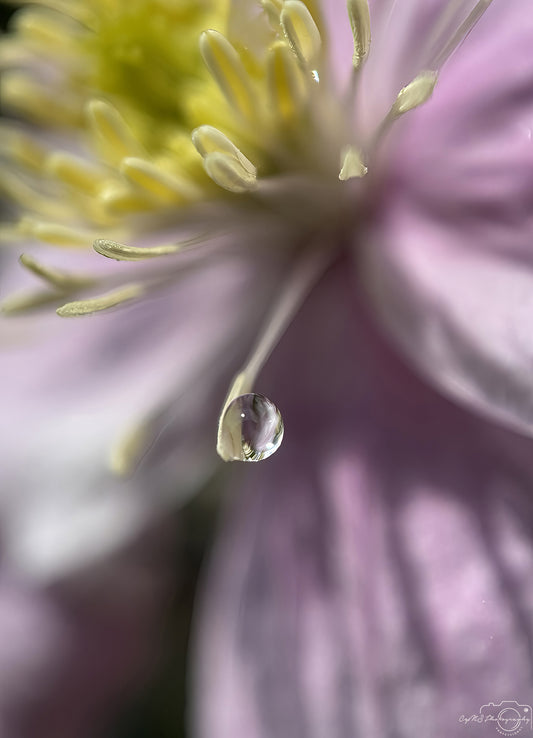 Nature Photography - Superb Droplet V761