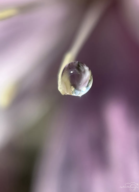 Nature Photography - Superb Droplet V762