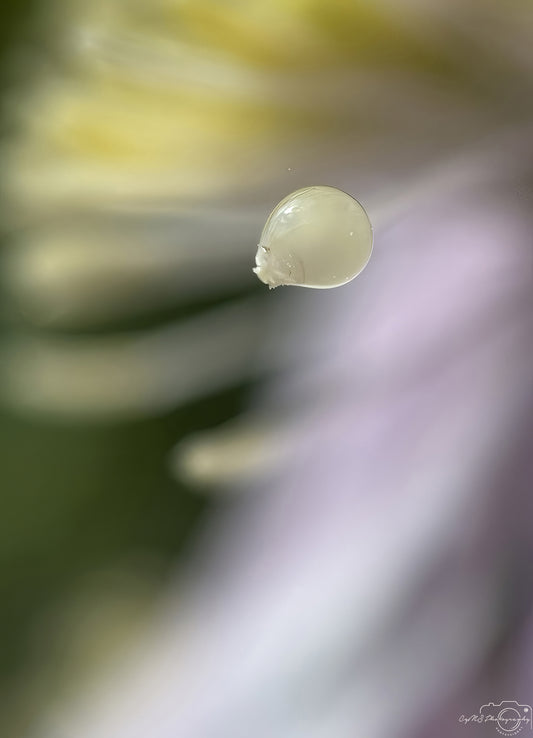 Nature Photography - Superb Droplet V763