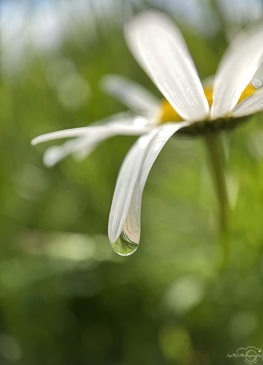 Nature Photography - Superb Droplet V765
