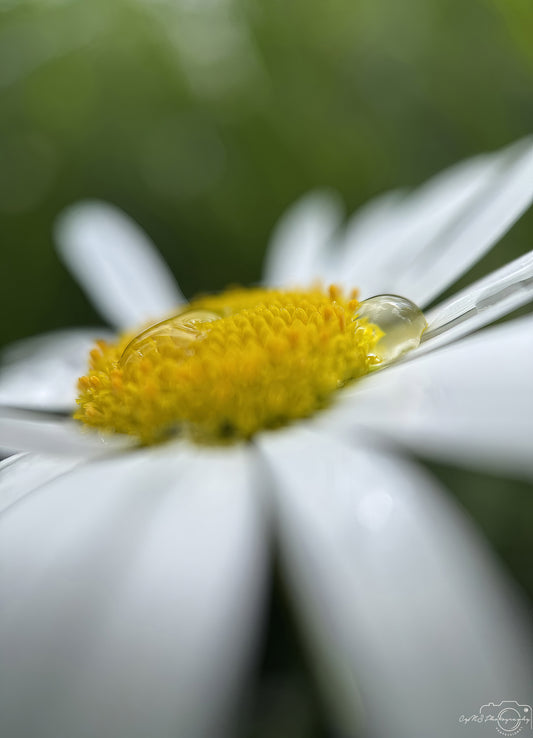 Nature Photography - Superb Droplet V766