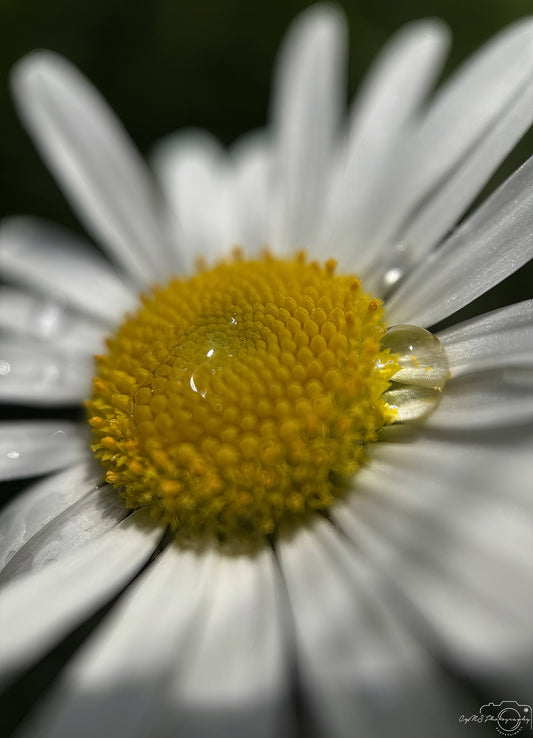 Nature Photography - Superb Droplet V767