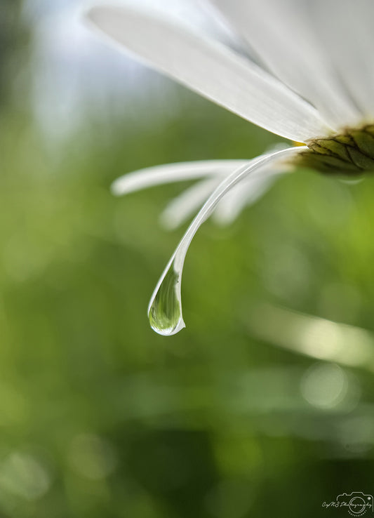 Nature Photography - Superb Droplet V768