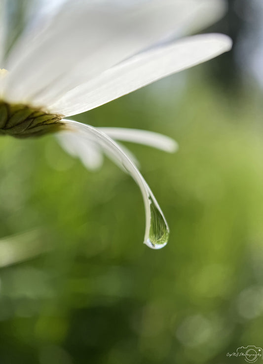 Nature Photography - Superb Droplet V769