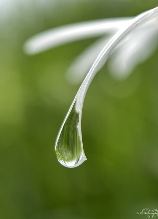 Nature Photography - Superb Droplet V770
