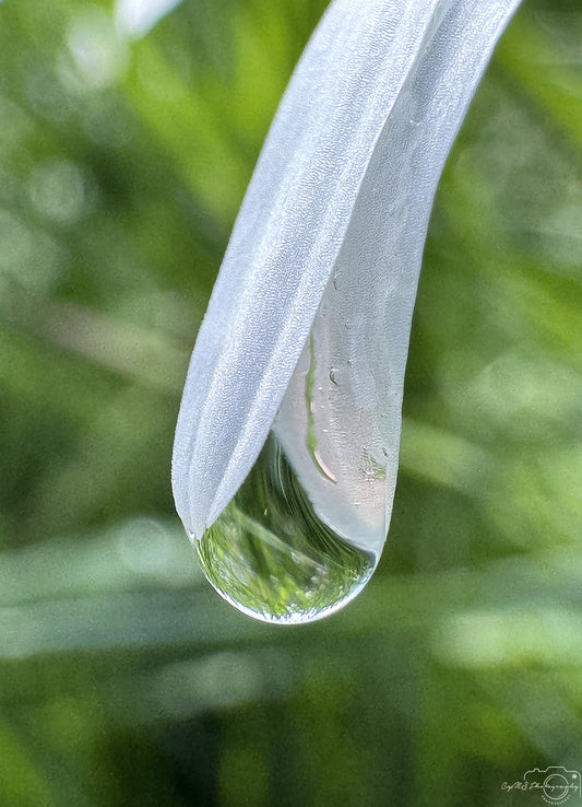 Nature Photography - Superb Droplet V771