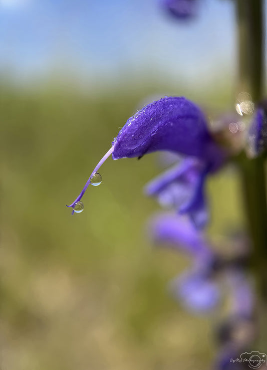 Nature Photography - Superb Droplet V772