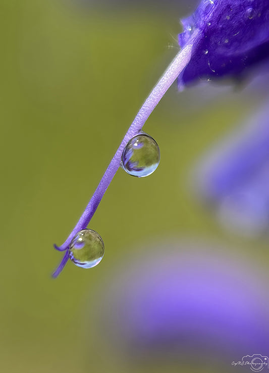 Nature Photography - Superb Droplet V773