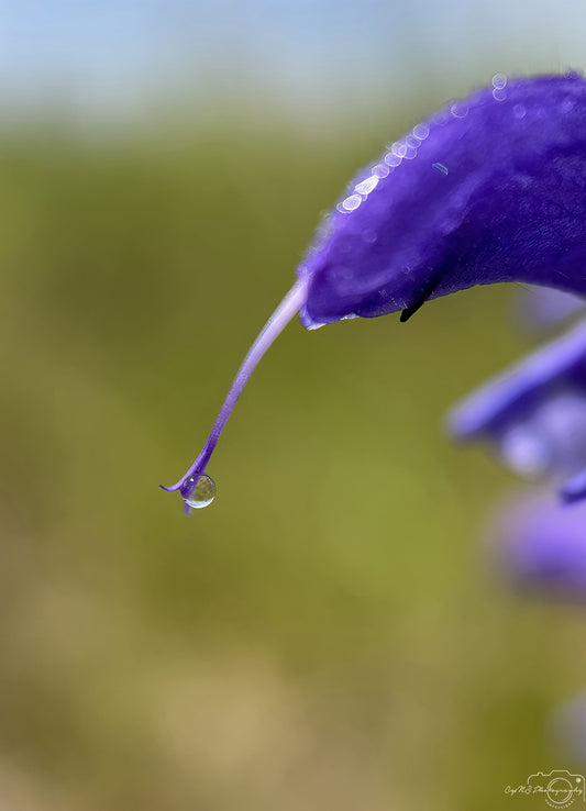 Nature Photography - Superb Droplet V774