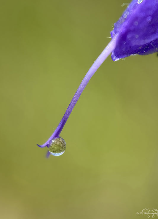 Nature Photography - Superb Droplet V775