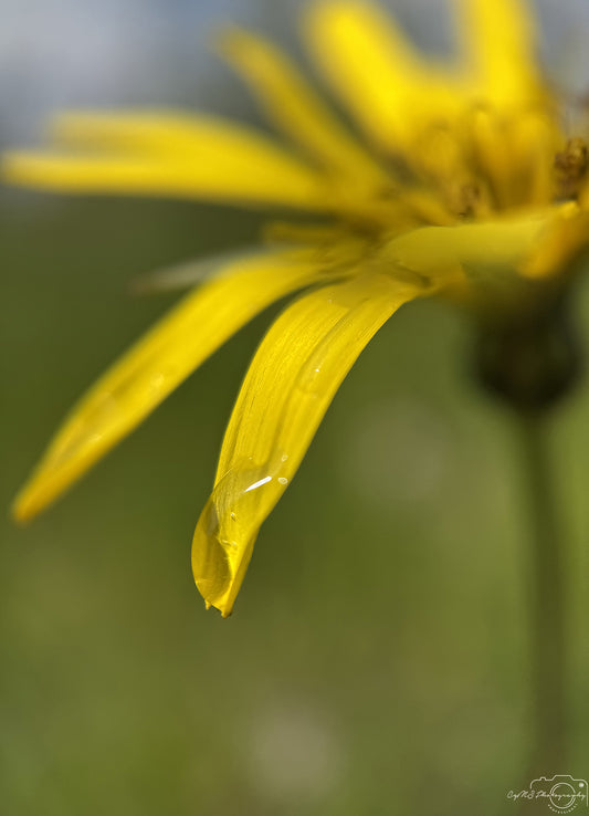 Nature Photography - Superb Droplet V776