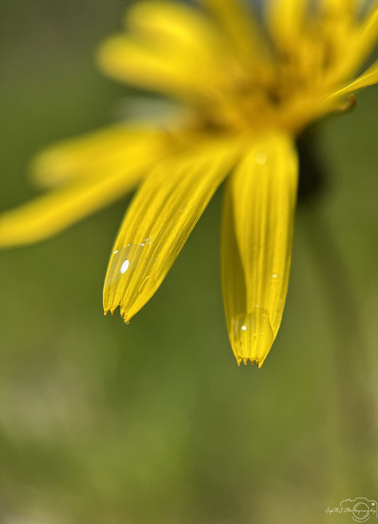Nature Photography - Superb Droplet V777