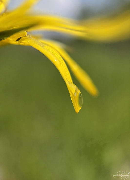 Nature Photography - Superb Droplet V778