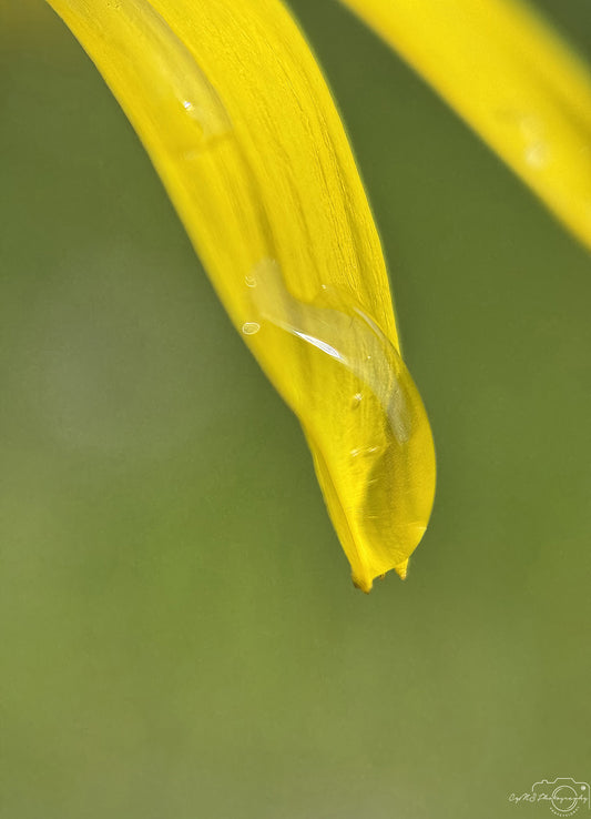 Nature Photography - Superb Droplet V779