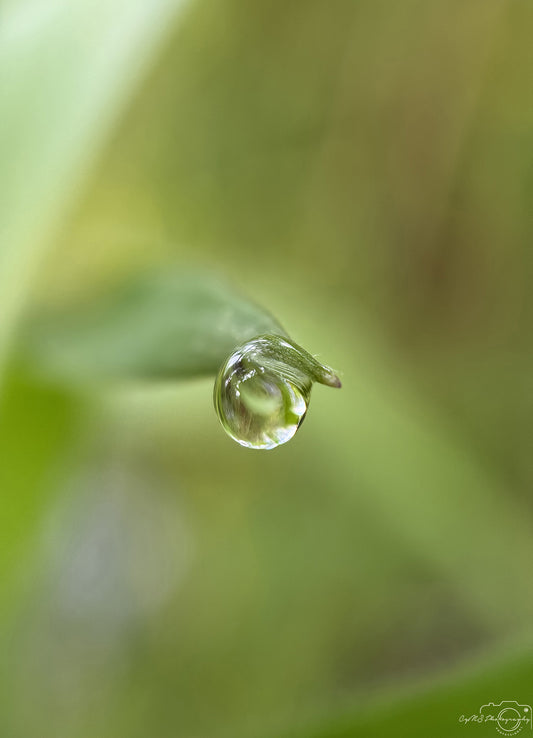 Nature Photography - Superb Droplet V780