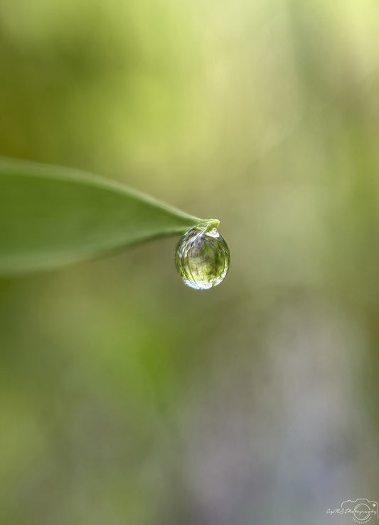 Nature Photography - Superb Droplet V781