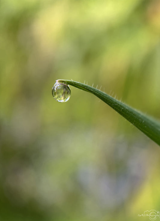 Nature Photography - Superb Droplet V782