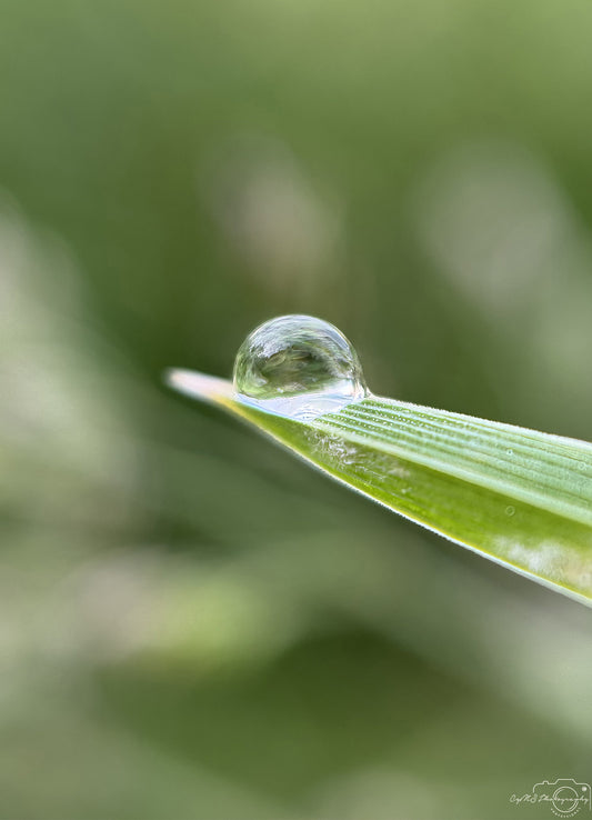 Nature Photography - Superb Droplet V783